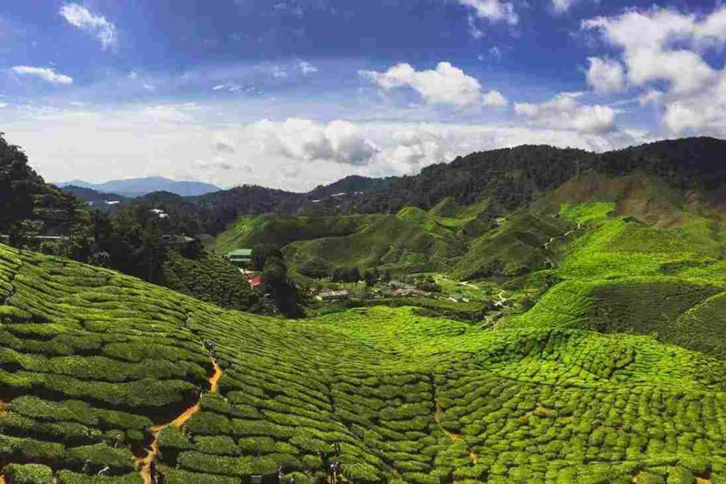Cameron Highlands