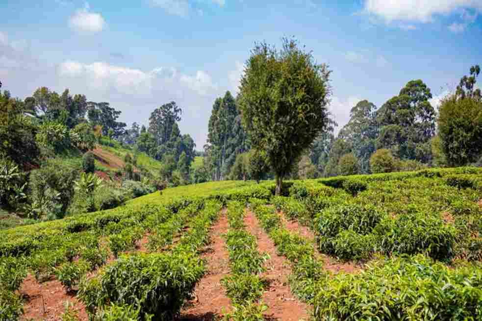  Coffee Plantations in Sakleshpur