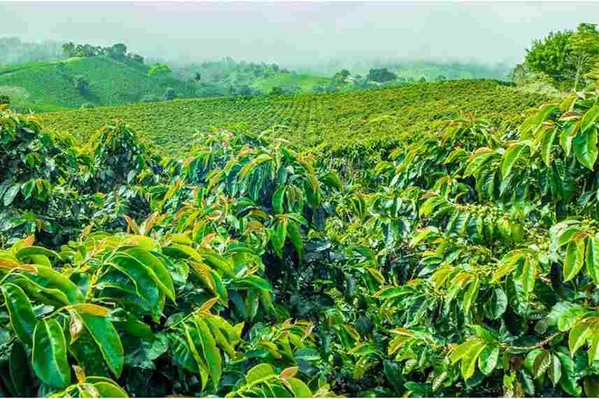 Coffee Plantations, Madikeri