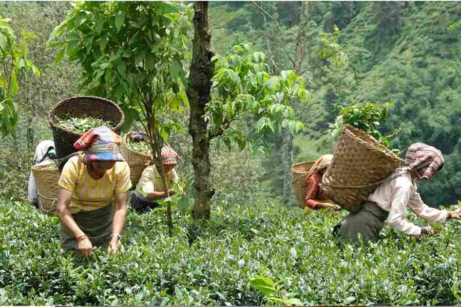 Darjeeling Tea Gardens