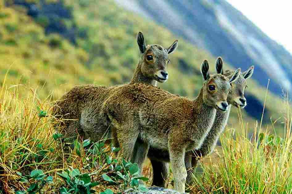 Eravikulam National Park