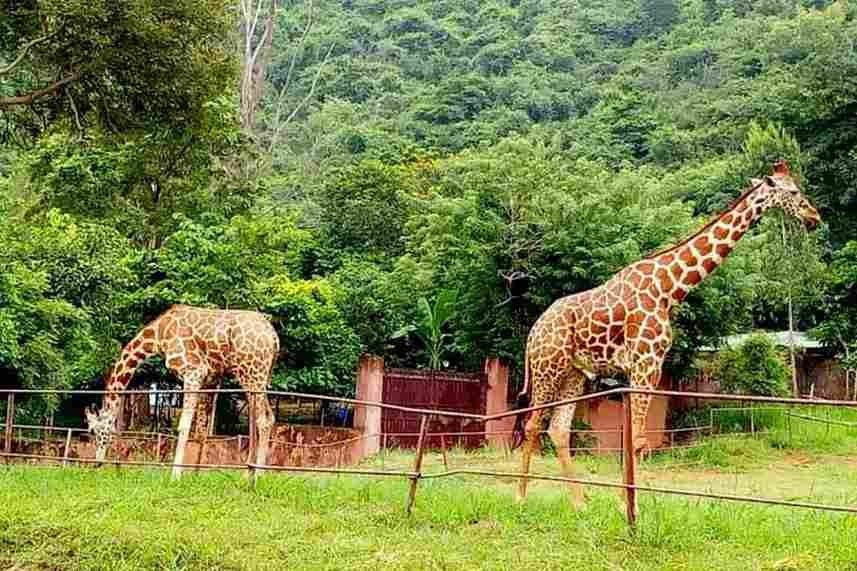 Indira Gandhi Zoological Park