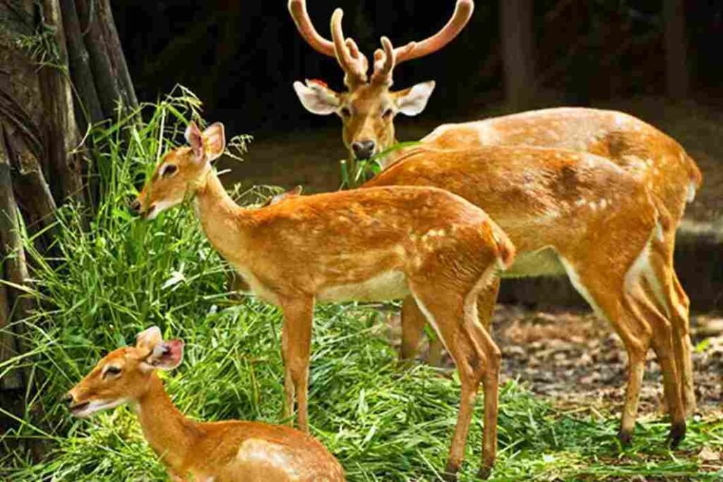 Malsi Deer Park
