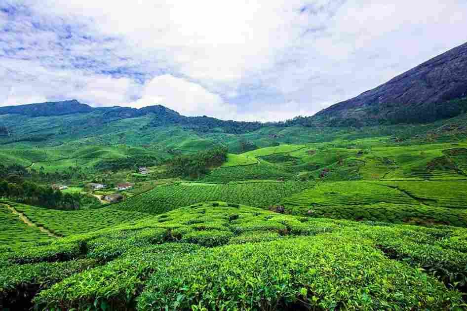 Munnar Tea Garden