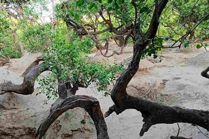 Nidhivan in vrindavan