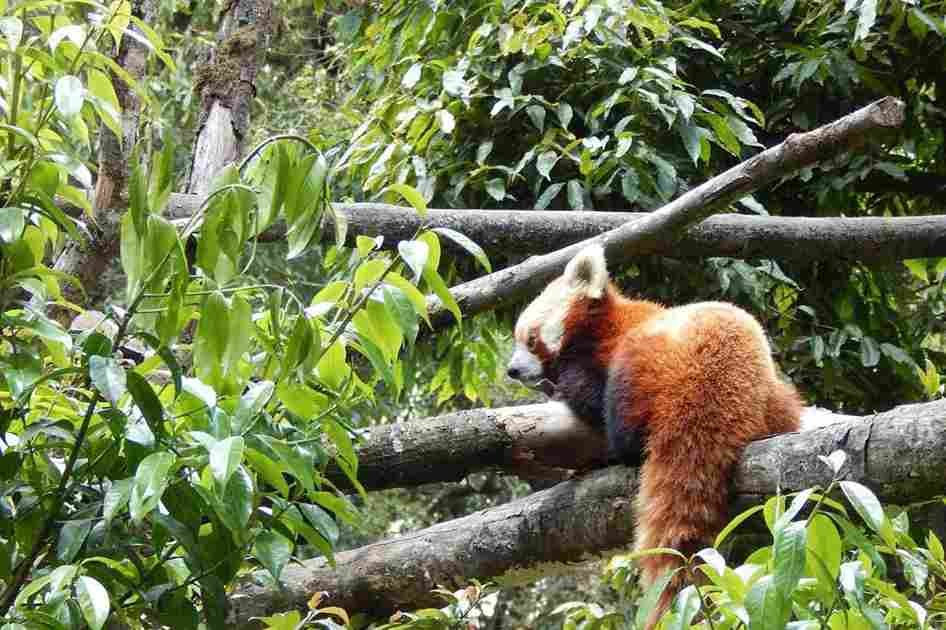 Padmaja Naidu Himalayan Zoological Park