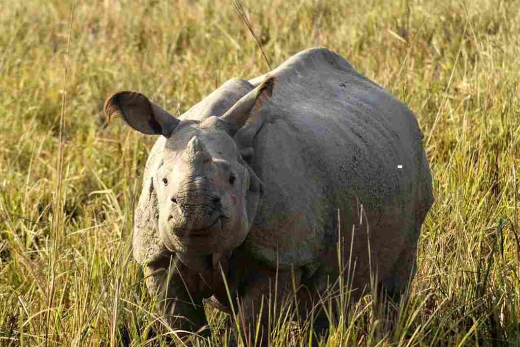 Pobitora Wildlife Sanctuary