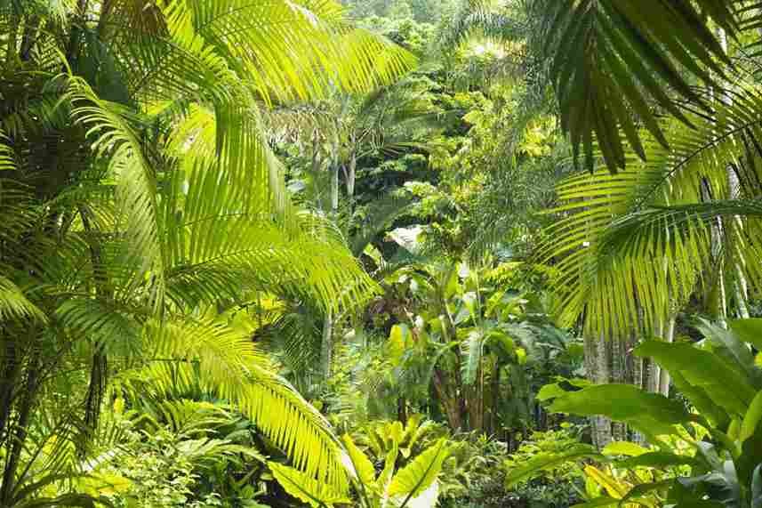 Rainforests and Wildlife Parks 