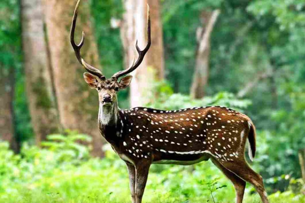 Ralamandal Wildlife Sanctuary