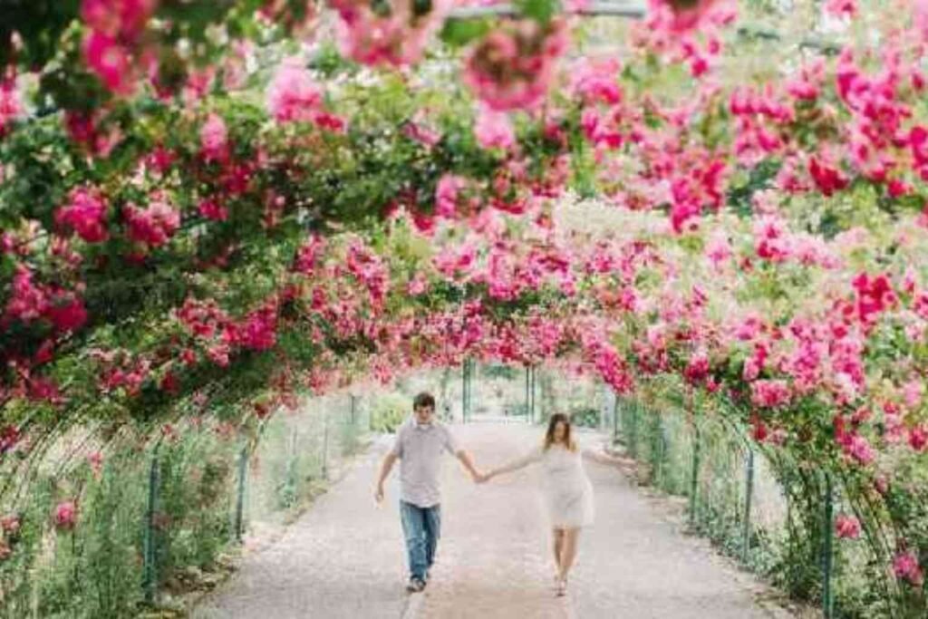 Chandigarh Rose Garden