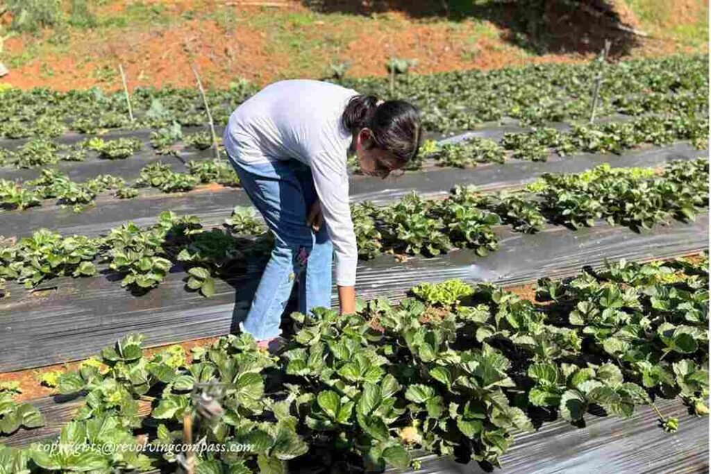Strawberry Farms in Mahabaleshwar