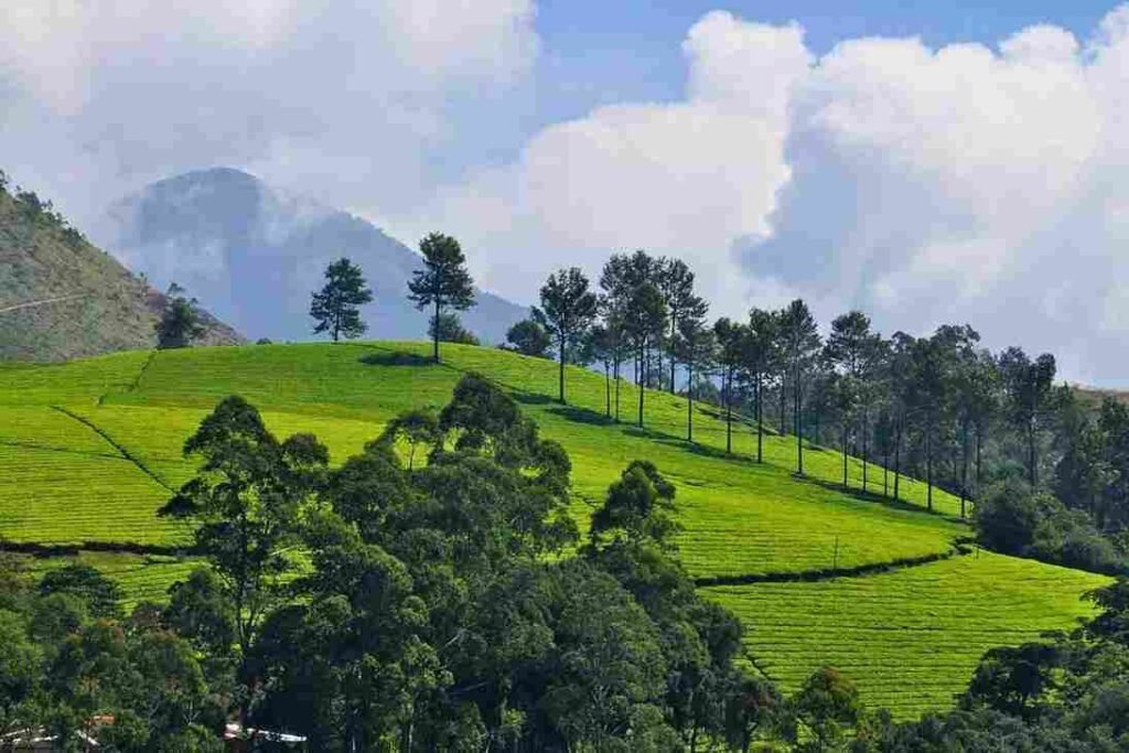 Tea and Coffee Plantations