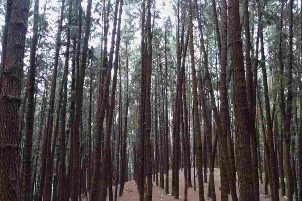 Vagamon Pine Forest