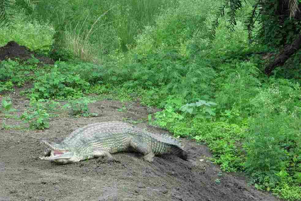 Van Vihar National Park