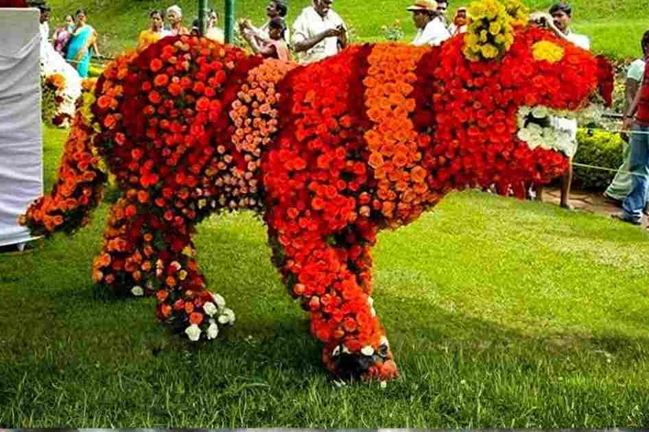 Yelagiri Summer Festival