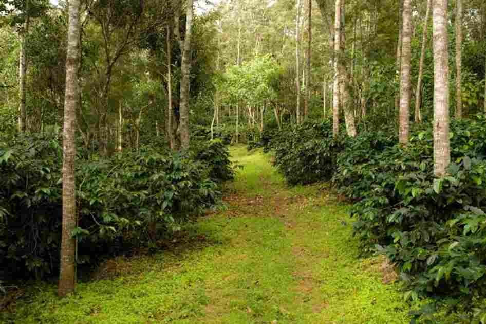 Yercaud Coffee Plantations